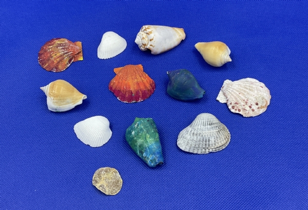 Sea Shell Paintings