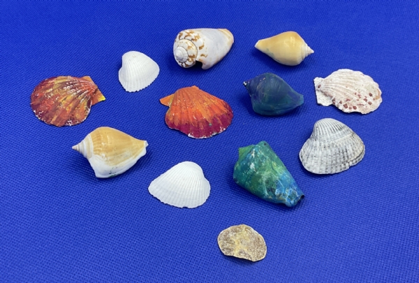Sea Shell Paintings